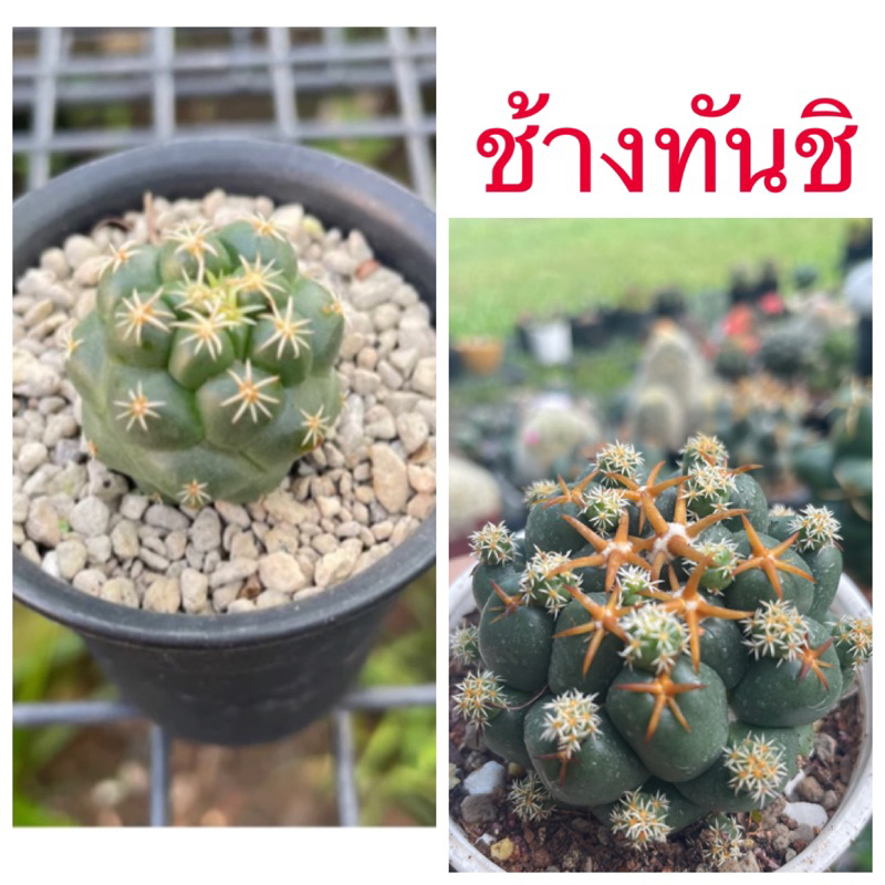 ช้างทันชิ ช้างหนามสั้นทันชิ ไม้ชำหน่อ ราคาเบาๆ ส่งถอดกระถาง