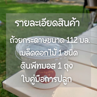 ชุดปลูกดอกไม้ สำหรับมือใหม่หัดปลูก ดอกเดซี่ ดอกทานตะวัน ดอกยิปโซฟีล่า ดาวกระจาย บานชื่น