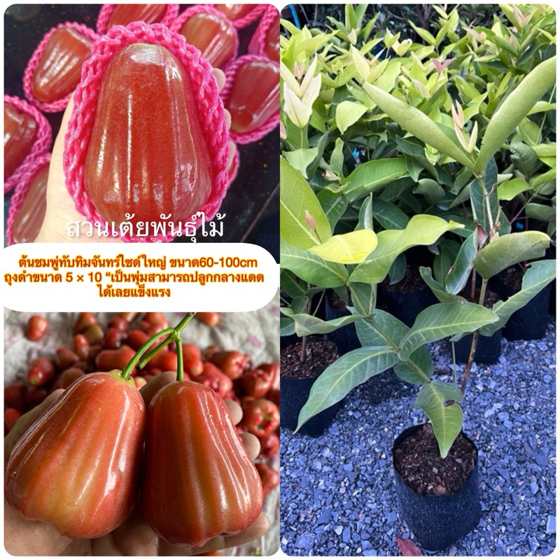 ต้นชมพู่ทับทิมจันทร์ไซด์ใหญ่ ขนาด60-100cm ถุงดำขนาด 5 × 10 “เป็นพุ่มสามารถปลูกกลางแดดได้เลยแข็งแรง