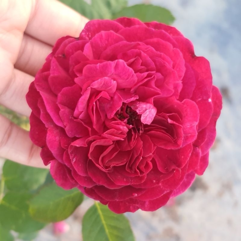 WS2000 กุหลาบอังกฤษ ดอกสีแดง ทรงถ้วย หอมแรง ดอกดก เลี้ยงง่าย