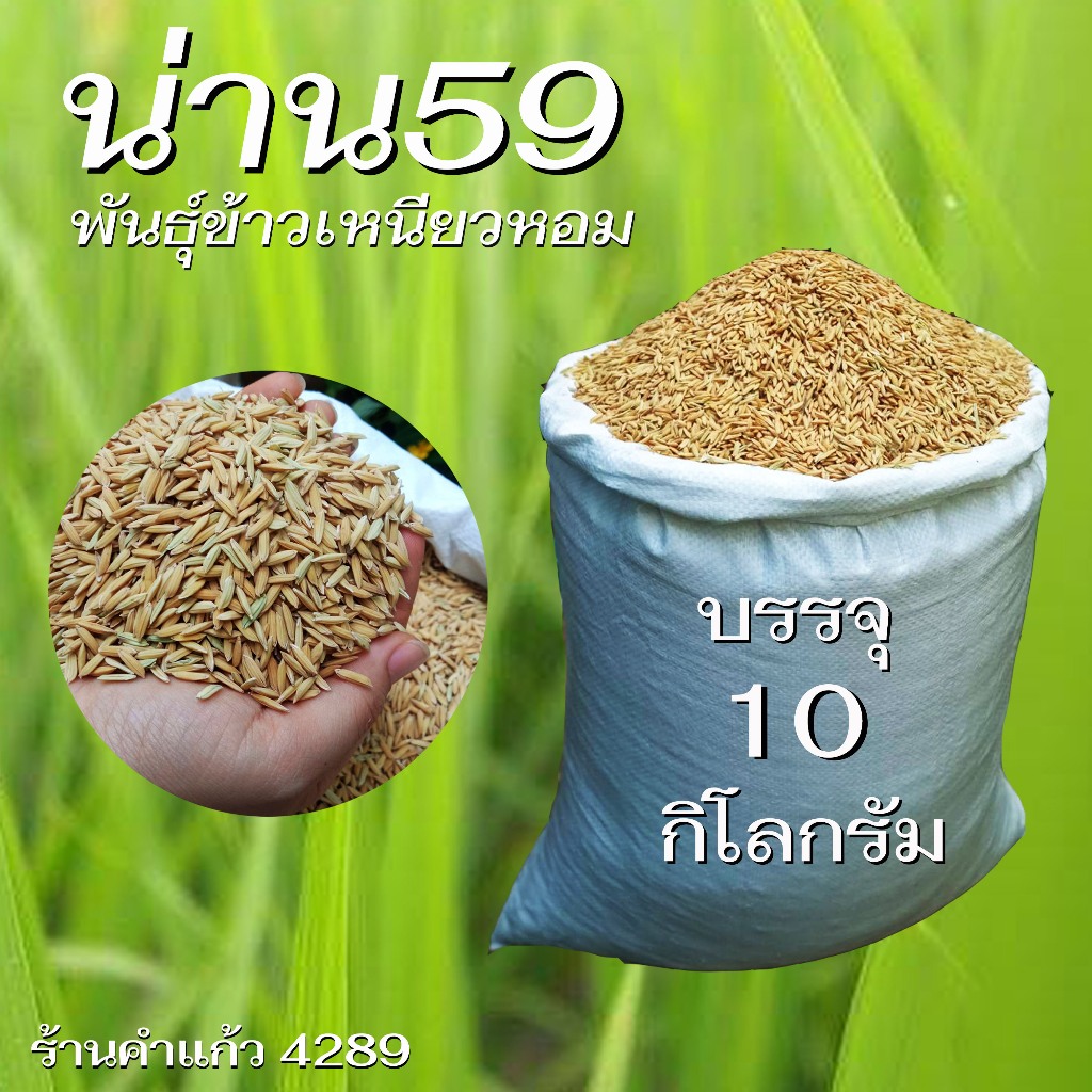 เมล็ดพันธุ์ข้าวเหนียว กข6 ต้นเตี้ย เบอร์ 18 (น่าน59) บรรจุ 10 กก.พันธุ์ข้าวเหนียวนาปี ปลูกเองขายเองโ