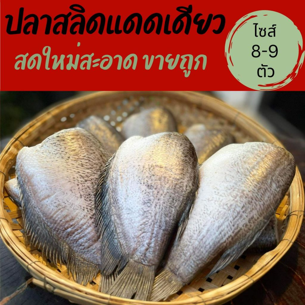 จัดส่งเร็ว ปลาสลิด ปลาแดดเดียว เนื้ออร่อย ไม่ตุ ไม่คาว สูตรเค็มน้อย ไม่ใส่สารกันเสีย (ขนาด 8-9 ตัว/กก.)