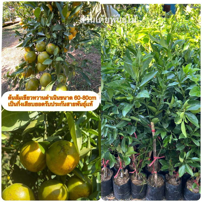 ต้นส้มเขียวหวานดำเนินพร้อมปลูกขนาด 60-80cmเป็นกิ่งเสียบยอดรับประกันสายพันธุ์จากสวนดำเนินโดยตรง