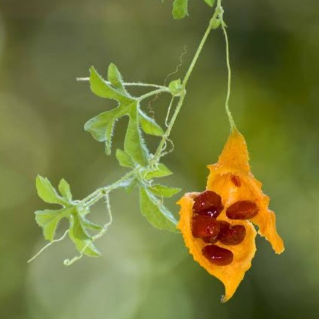 15 เมล็ด มะระขี้นกพันธุ์พื้นบ้าน เมล็ดมะระขี้นกพันธุ์พื้นบ้าน มะระขี้นก เมล็ดมะระขี้นก - รูปที่ 7