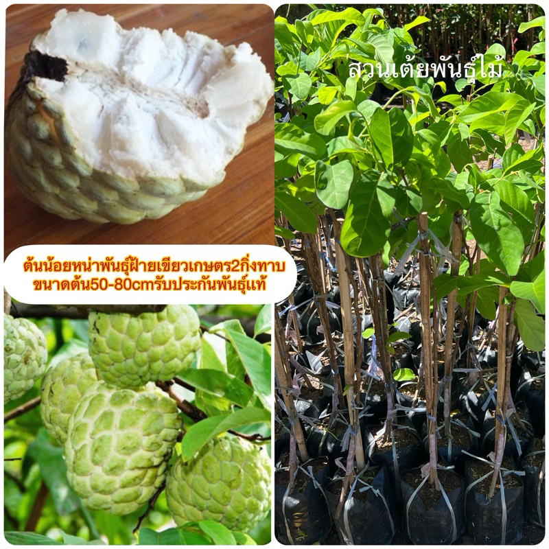 ต้นน้อยหน่าพันธุ์ฝ้ายเขียวเกษตร❗️ชุดนี้เป็นกิ่งเสียบยอดอ่านก่อนชื้อจ้า❗️พร้อมปลูก ขนาดต้น20-30cmรับประกันพันธุ์เเท้100%🌱