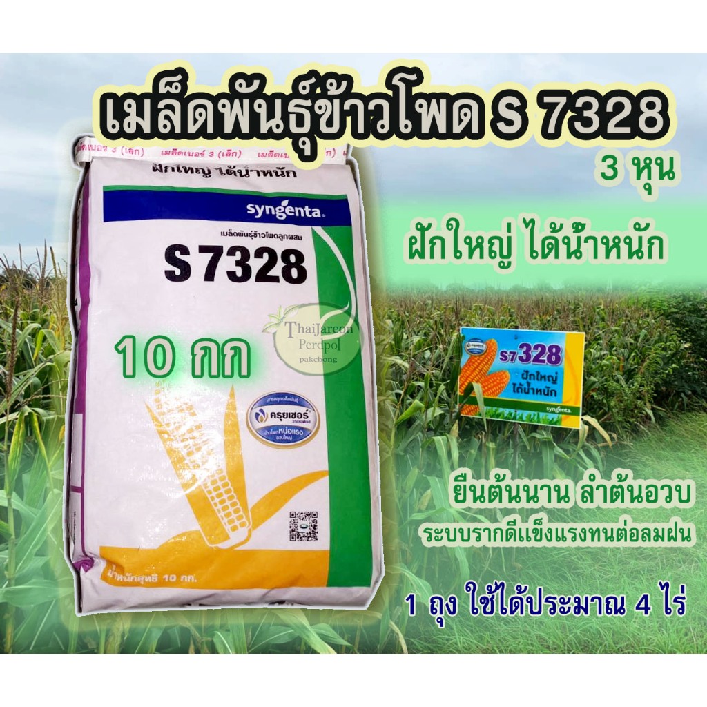 เมล็ดพันธุ์ข้าวโพดลูกผสม syngenta s7328 ขนาด 3หุน (10 kg.) พันธุ์ข้าวโพดเลี้ยงสัตว์ น้ำหนักดีรากแน่น