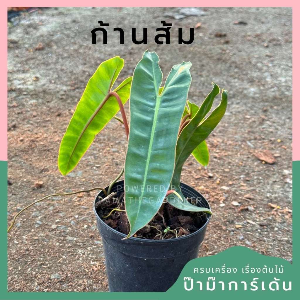 ต้นฟิโลก้านส้ม ฟิโลเดนดรอนก้านส้ม Philodendron billietiae พร้อมส่ง กระถาง 6 นิ้ว ไม้เนื้อเยื้อ