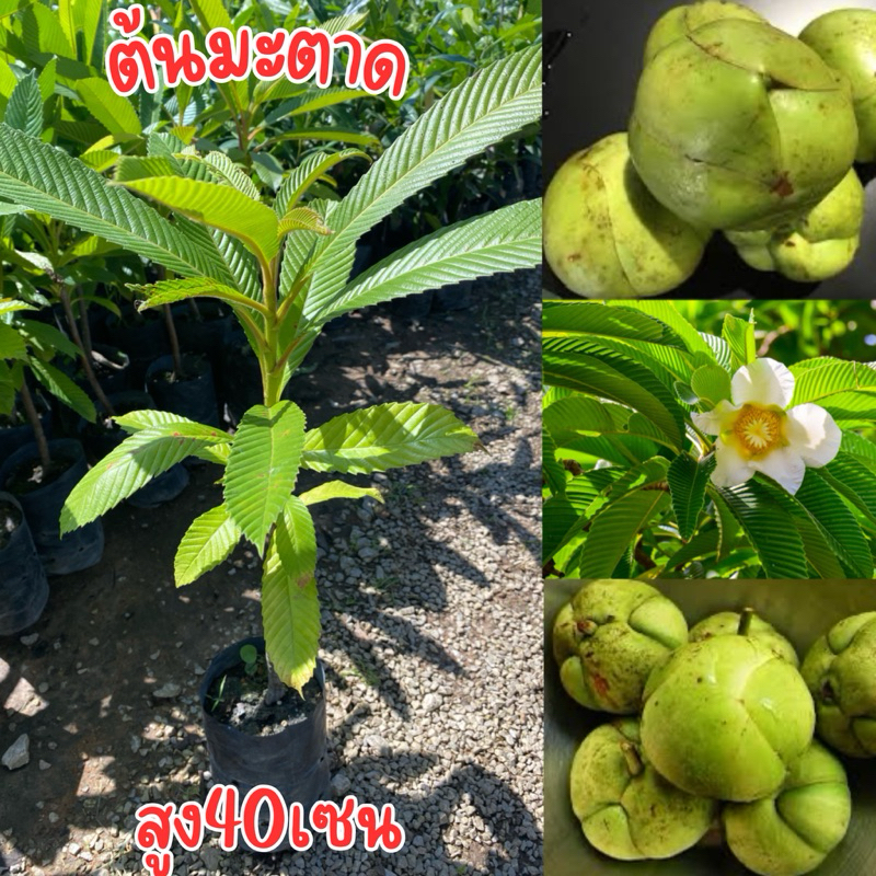 แอปเปิ้ลมอญ​ ต้นมะตาด​ ต้นไม้หายาก​ สูง40เซน