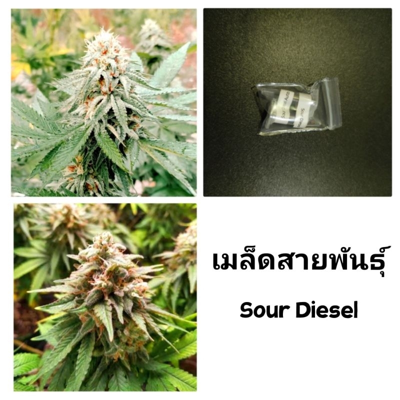 เมล็ดพันธุ์Sour Diesel เพศเมีย90%ใช้STSทำเมล็ดชุด5และ3เม็ด
