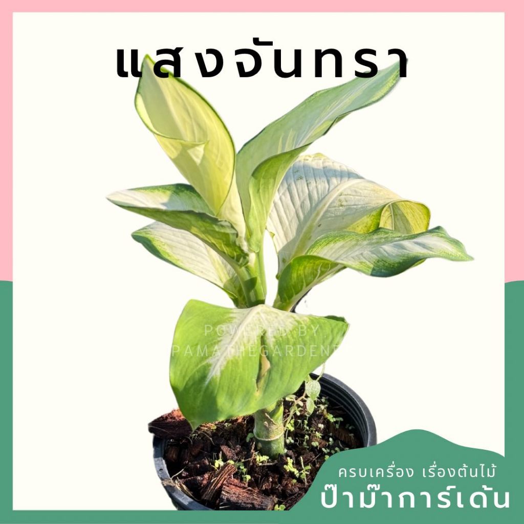 แสงจันทรา พร้อมกระถาง 5 นิ้ว