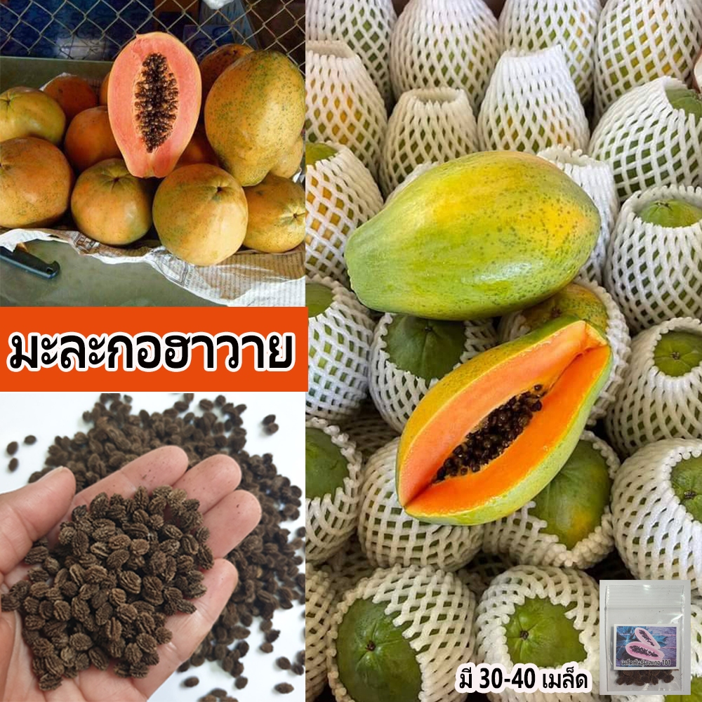 เมล็ดพันธุ์มะละกอฮาวาย ต้นเตี้ย ลูกดก เมื่อสุกเปลือกเริ่มมีสีเหลือง เนื้อแน่น มีรสชาติหวาน
