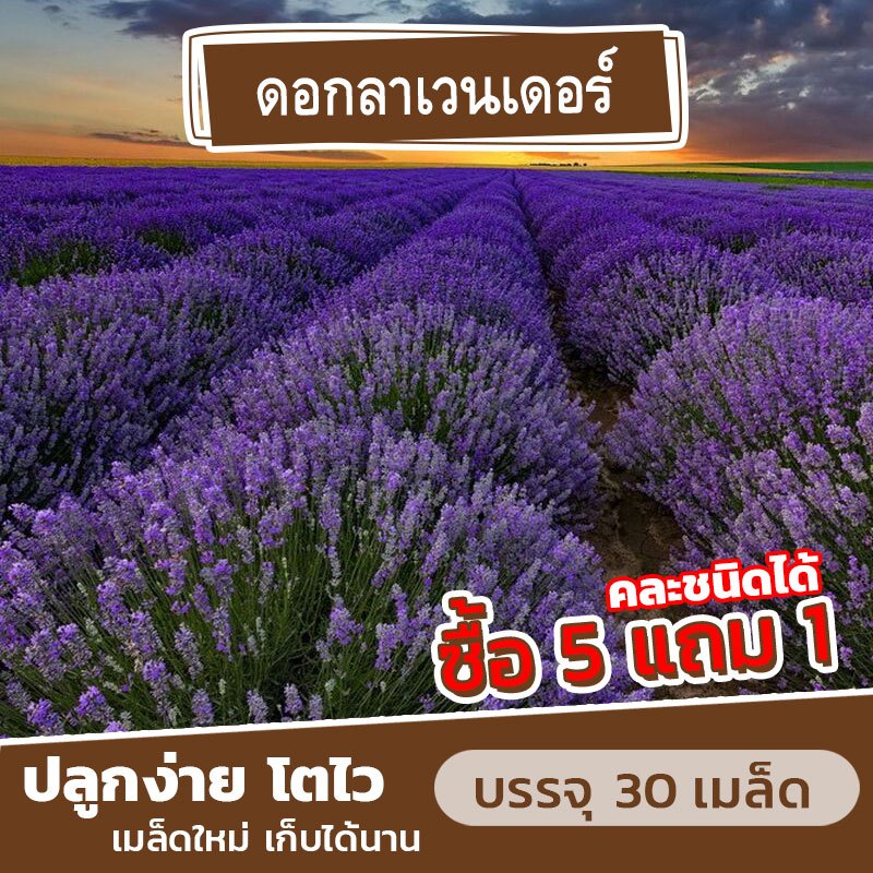 เมล็ดพันธุ์ ดอกลาเวนเดอร์ แบ่งขาย 30 เมล็ด (ซื้อ 5 แถม 1)✨ คละชนิดได้