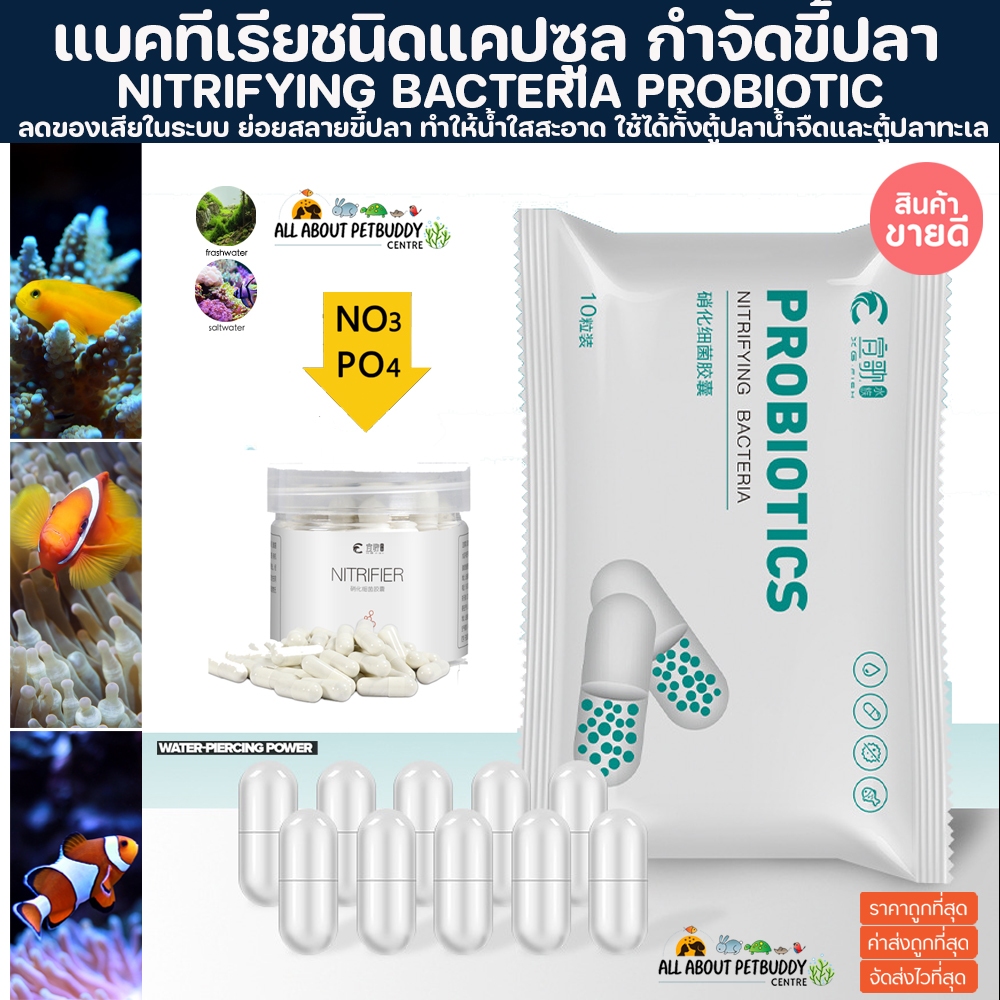 Nitrifying Bacteria Bac เม็ด แบคทีเรียตู้ปลา น้ำใส ตู้ไม้น้ำ ตู้ปลาทะเล แบคทีเรีย ทำความสะอาดตู้ปลา จุลินทรีย์ ปลาสวยงาม