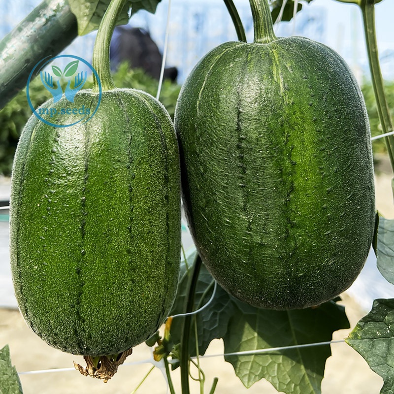 เมล็ดพันธุ์ บวบหอม/บวมหอมยาว 35 เมล็ด  บวบหอมแอปเปิ้ล - รูปที่ 4