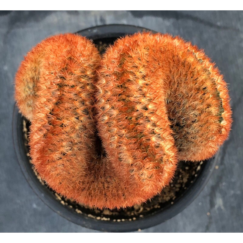 [พร้อมส่ง]🌵 แคคตัส แมมคริส คามิเน่แดง   mammillaria carmenae rubrispina cristata cactus ไม้กราฟ จำนวน 1 ต้น