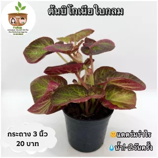 ต้นปิโกเนียใบกลม จัดส่ง 2 ต้นขึ้นไป คละแบบได้