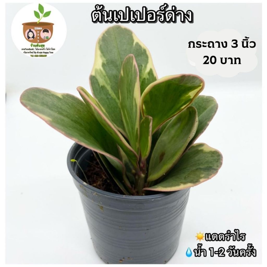 ต้นเปเปอร์ด่าง จัดส่ง 2 ขึ้นไป คละแบบได้ ต้นไม้มงคลจิ๋ว ต้นไม้ฟอกอากาศ