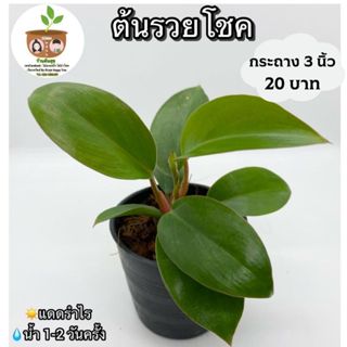 ต้นรวยโชค จัดส่ง 2 ต้นขึ้นไป คละแบบได้