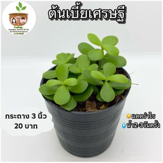 ต้นเบี้ยเศรษฐี จัดส่ง 2 ต้นขึ้นไป คละแบบได้