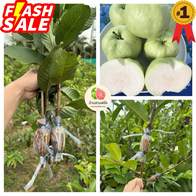 🍏ต้นฝรั่งสุ่ยมี่(สายน้ำผึ้ง)🔥ฟรี10แถม1🔥สั่งขั้นต่ำ 2 ต้น🔥🔥กดติดตามลดเพิ่ม 10 บาท🔥