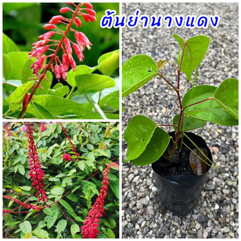 ต้นย่านางแดง หรือ เครือขยัน เพาะเมล็ด ใช้รากแก้ไข้แก้พิษเบื่อเมา ใช้เป็นส่วนผสมบำรุงโลหิต สำหรับสตรีหลังคลอด