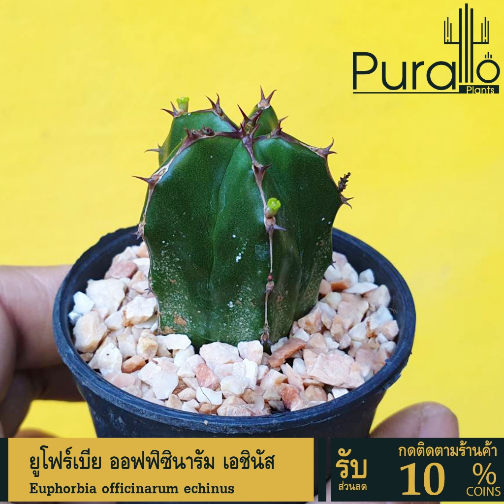 ต้นยูโฟร์เบีย ออฟฟิซินารัม เอชินัส Euphorbia officinarum echinus #succulents #Euphorbia #ยูโฟเบีย