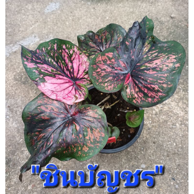 ชินบัญชรบอนสี เป็นบอนแยกหน่อ ไซส์เบบี้ส่งกระถาง3-4นิ้ว(4/1/67)แชทเลือกต้นก่อนนะครับ