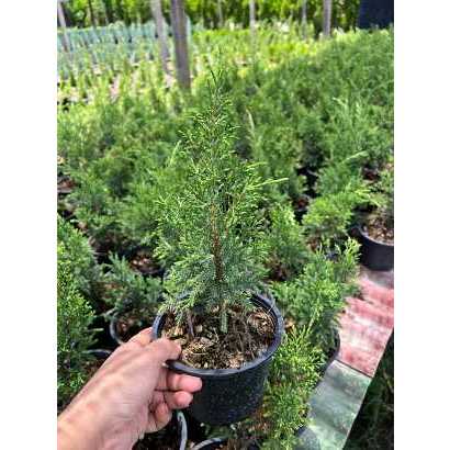 มุมมอง 3