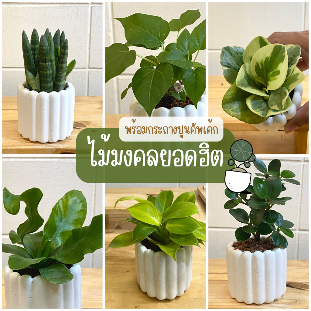 ไม้มงคล ไม้ยอดนิยมปลูกพร้อมเลี้ยงต่อ กระถางปูนทรงคัพเค้ก ช้อนเฃินช้อนทอง ว่านไก่ทอง เฟิร์น ตั้งโต๊ะทำงาน
