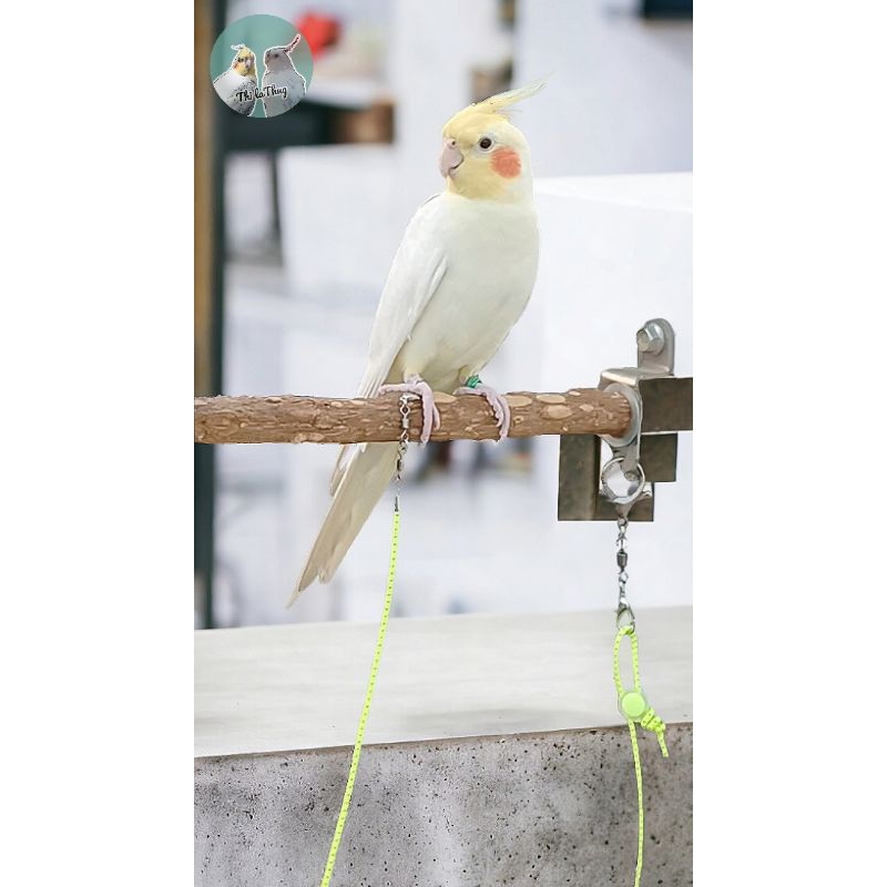 สายจูงนกเชือกแบบยืดยุ่น, สายคล้องนกเชือกแบบยืดยุ่น