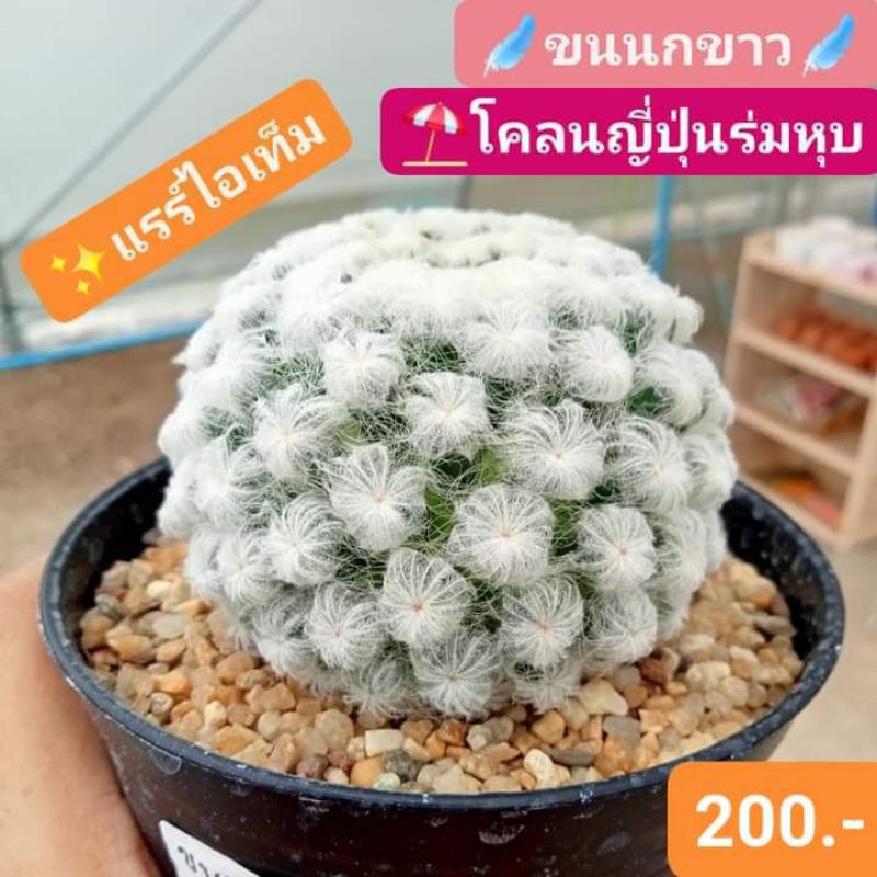 🥇📣แรร์ไอเท็ม ขนนกขาว โคลนญี่ปุ่นร่มหุบ ฟอร์มประกวด🧡🏆 ขายถูกม๊ากกกกก