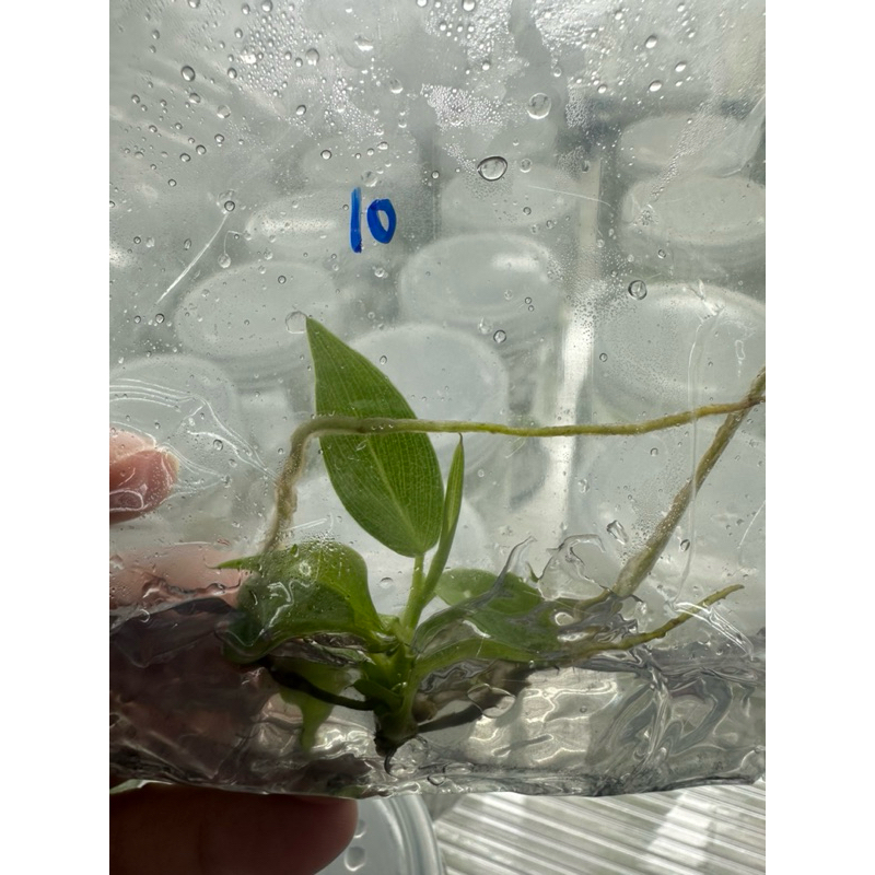Philodendron Spiritus Sancti  ฟิโลเดนดรอน สปิริทัส-แซงติ ราคา ถูกที่สุด ดีลบีเคเค แกลเลอรีภาพที่ 2