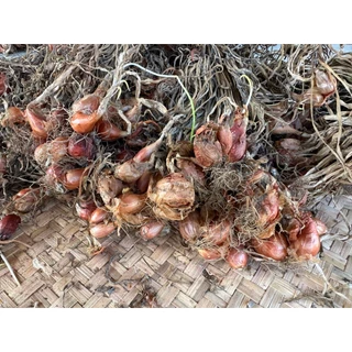 พันธุ์หอมแบ่งศรีสะเกษ ต้นหอมบั่ว หัวสวยแบบไม่ตัดจุก 40-100 กรัม ปลูกง่าย โตเร็ว ผลผลิตดี