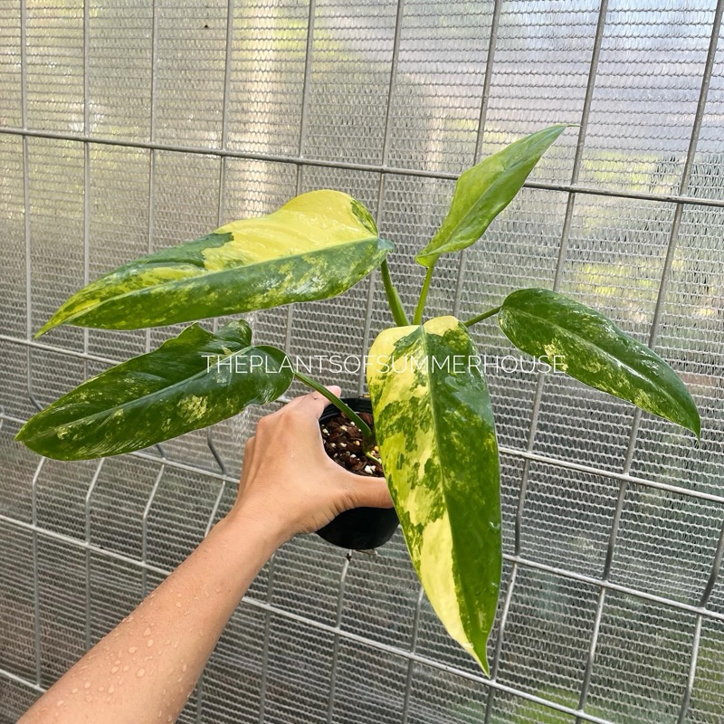 Philodendron Domesticum variegated