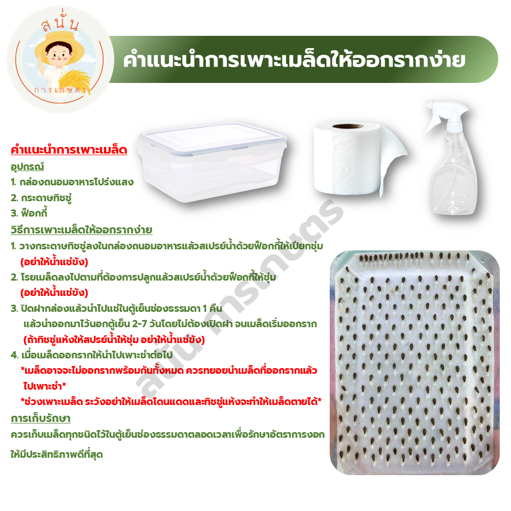 ชุดเมล็ดพันธุ์ ผักสลัด 12 ชนิด (กรีนโอ๊ค เรดโอ๊ค บัตเตอร์เฮด เรดคอส กรีนคอส ฟิลเลย์ เคล ร็อคเก็ต กรีนคอรัล เรดคอรัล ฯลฯ) - รูปที่ 5