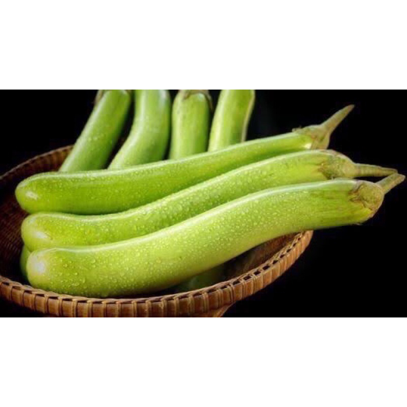 ต้นกล้ามะเขือยาวเขียว ชุดละ 10ต้น=60บาท ปลูกง่าย ลูกดก เก็บได้นานหลายเดือน Green Eggplant baby pack 10