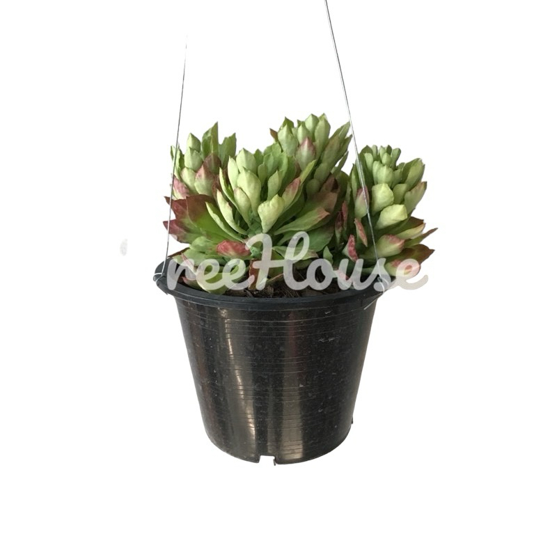 พญานาคราชแบบแขวนใน กระถาง 8 นิ้ว,  Euphorbia ritchiei pot”8