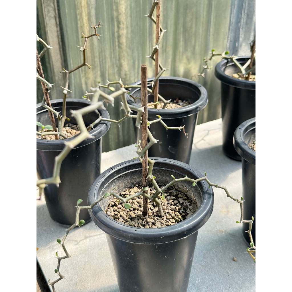 มุมมอง 6