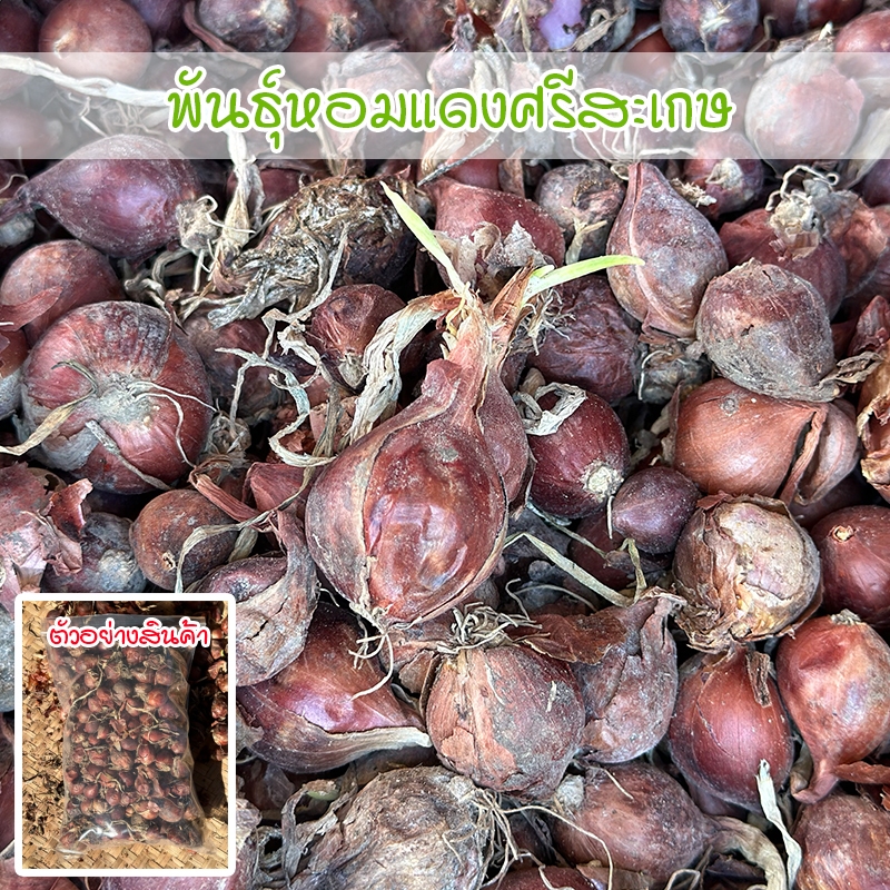 พันธุ์หัวหอมแดงศรีสะเกษ หอมแดง สำหรับปลูก หัวสวยแบบไม่ตัดจุก 40-100 กรัม โตเร็ว ผลผลิตสูง ( ซื้อ 10 แถม 1 คละได้)