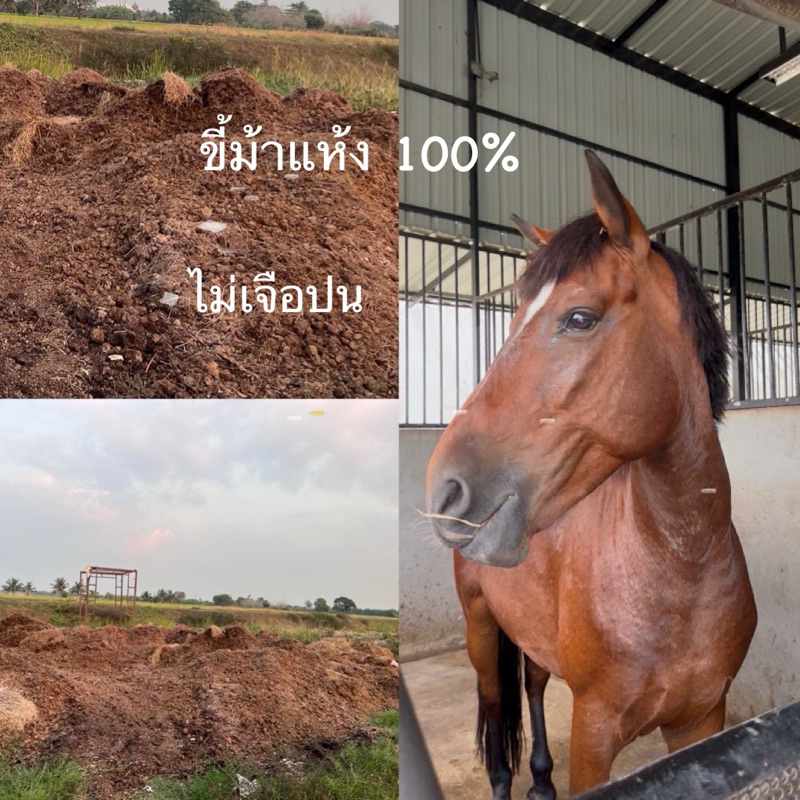 ปุ๋ยขี้ม้า  ขี้ม้าตากแห้ง 100% ไม่เจือปน 2 กิโลกรัม ไม่มีกลิ่น มูลม้าธรรมชาติ