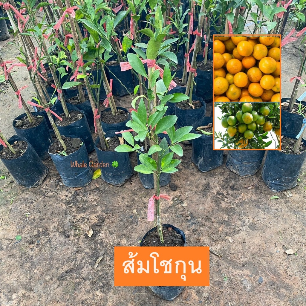 ต้นส้ม ส้มโชกุน (Citrus Reticulata Blanco) เสียบยอด ให้ผลเร็ว1ปี ลูกดก (รับประกัน ส่งใหม่ฟรี หากสินค้าเเสียหาย!!)