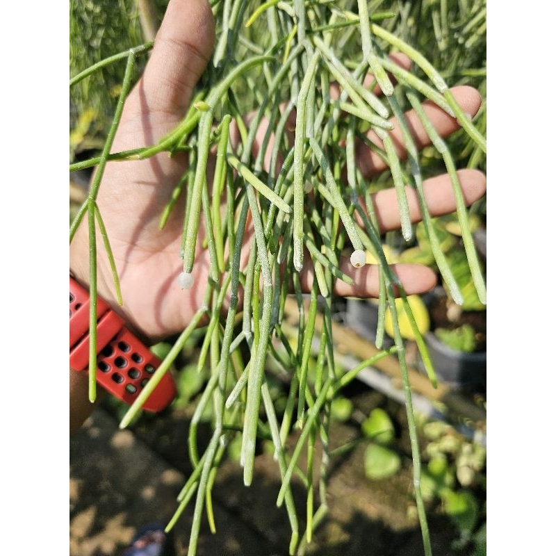 ต้นไข่มุกใส่ตระกร้าสีพร้อมลวดแขวน - รูปที่ 3