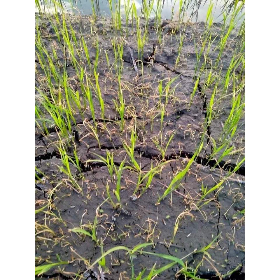 ซันโปร70 ขนาด 1 ลิตร  (บิวทาคลอ+โพรพานิล)เนื้อพรีเมียม คุม-ฆ่า วัชพืชในนาข้าวหว่านน้ำตม 7-15 วัน - รูปที่ 3