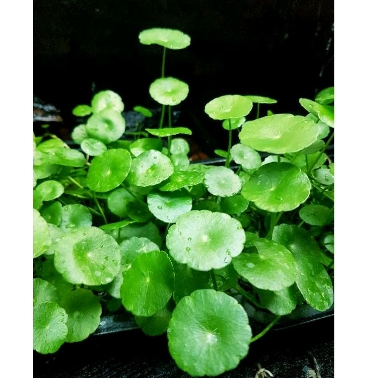 🍀แว่นเเก้วเขียวมรกต🍀ไม้น้ำใส่อ่างปลาสวยงาม🍀จัดสวนชิมิๆ🍀4แถม1❣