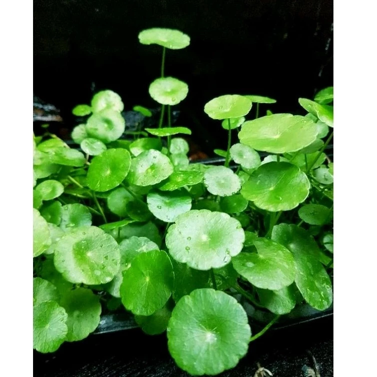 🍀แว่นเเก้วเขียวมรกต🍀ไม้น้ำใส่อ่างปลาสวยงาม🍀จัดสวนชิมิๆ🍀4แถม1❣