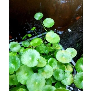 🍀แว่นเเก้วเขียวมรกต🍀ไม้น้ำใส่อ่างปลาสวยงาม🍀จัดสวนชิมิๆ🍀4แถม1❣