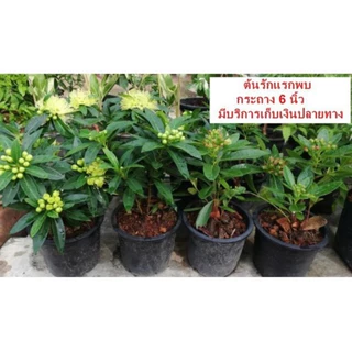 รักแรกพบสีเหลือง จัดส่งพร้อมกระถาง 6 นิ้ว เป็นไม้พุ่ม พรรณไม้ความหมายดี ออกได้ทั้งปีให้ดอกสวยงามตลอดทั้งปี กลิ่นหอมเย็น
