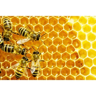 Nature's King Royal Jelly นมผึ้งแท้ 100% จากออสเตรเลีย (365 แคปซูล)