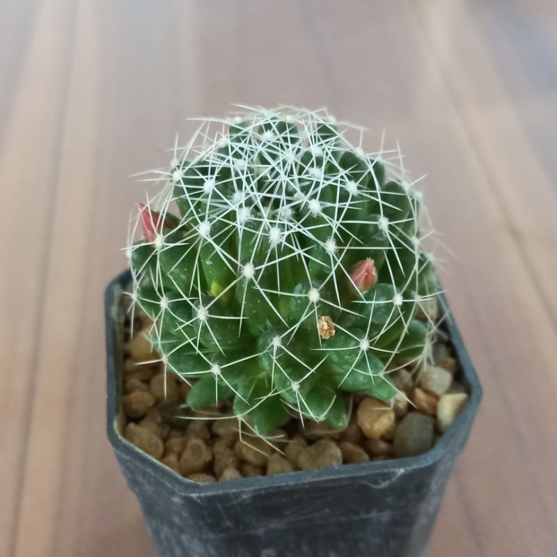 Dolichothele albescens ขนาดต้น 4-5 ซม ตัวอย่างดอกภาพสุดท้าย ส่งทั้งกระถาง