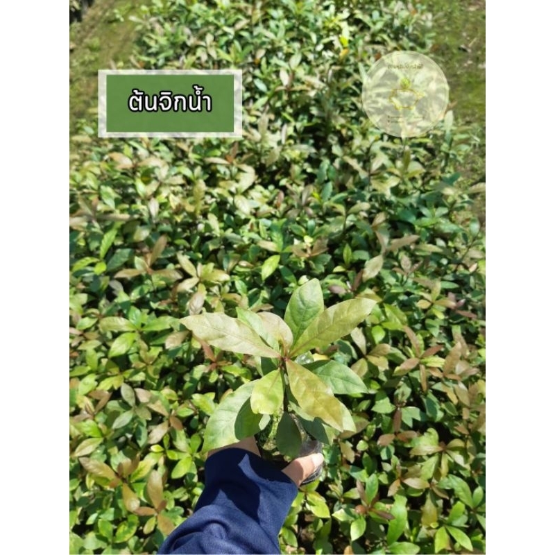 ต้นจิกน้ำ จิก จิกอินเดีย กระโดนน้ำ จิกนา  เป็นไม้ประดับ ดอกเป็นระย้าสวย ต้นเเข็งเเรง🎉👍